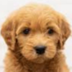 Meet your Posher, Helen